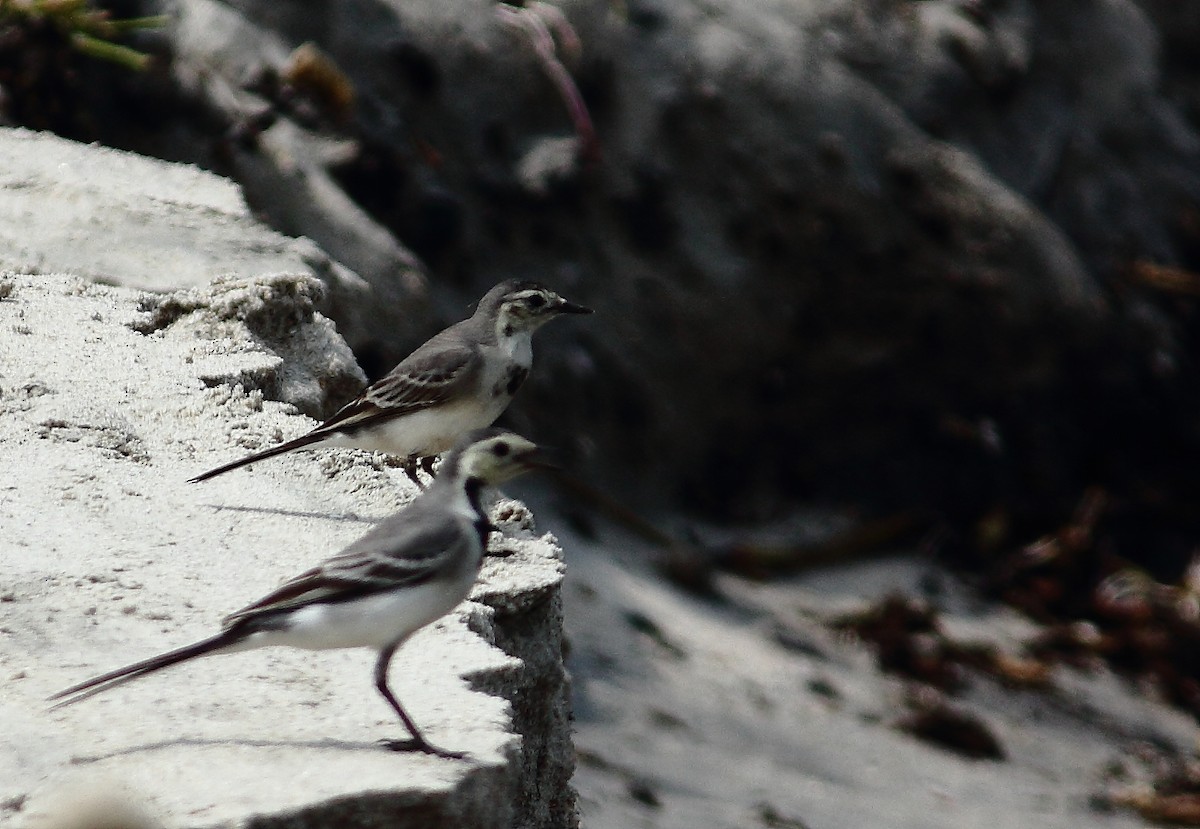 wagtail sp. - ML610929447