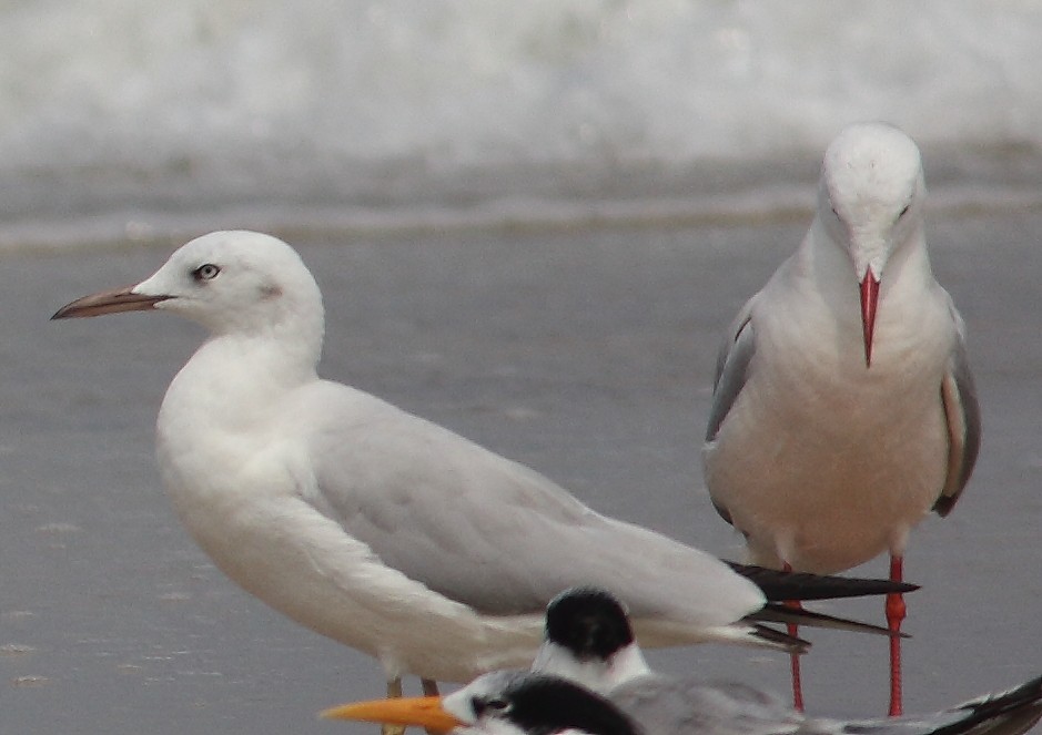 Brown-headed Gull - Gopakumar VR