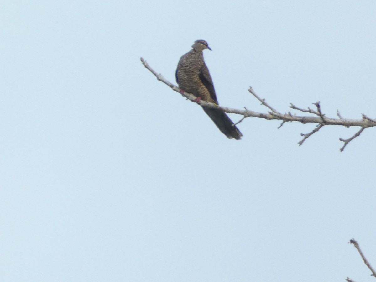 Tanimbar Cuckoo-Dove - ML610929595