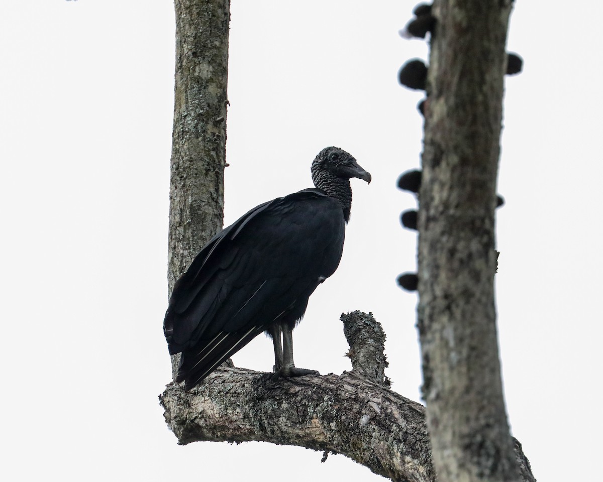 Black Vulture - ML610929596