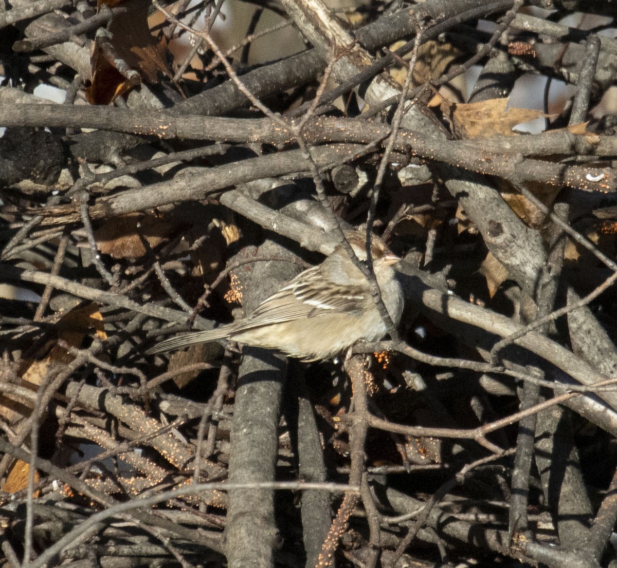 White-crowned Sparrow - ML610929607