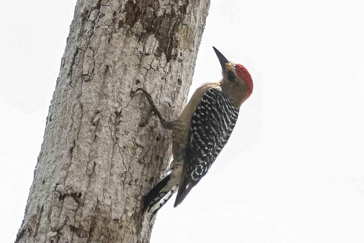 Red-crowned Woodpecker - ML610929790