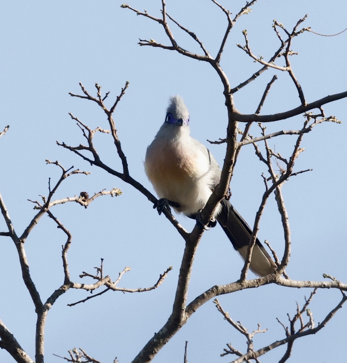 Crested Coua (Chestnut-vented) - Jon Wolfson