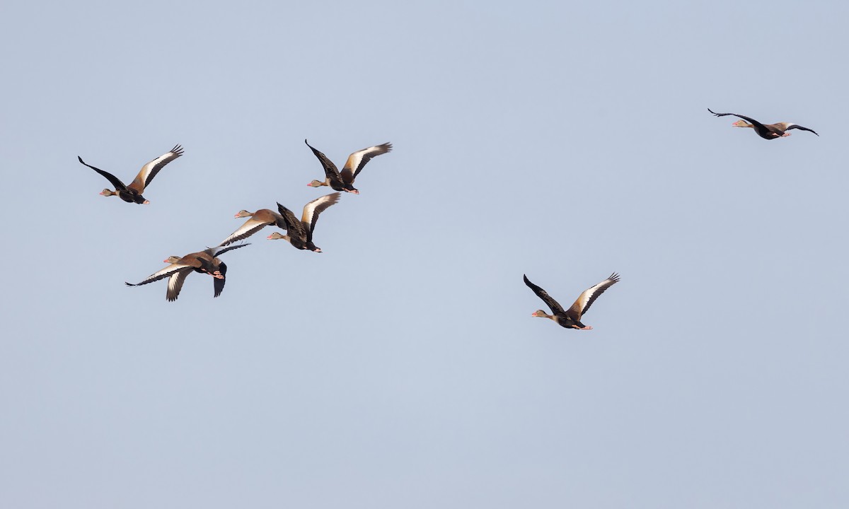 Black-bellied Whistling-Duck (autumnalis) - ML610929910