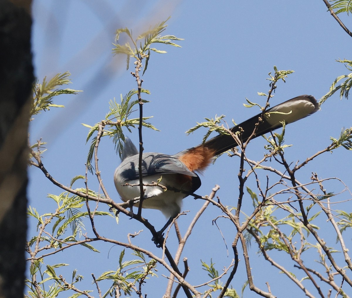 Crested Coua (Chestnut-vented) - ML610929976