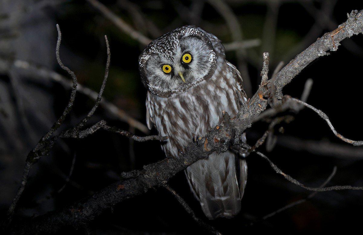 Boreal Owl - Tim Avery