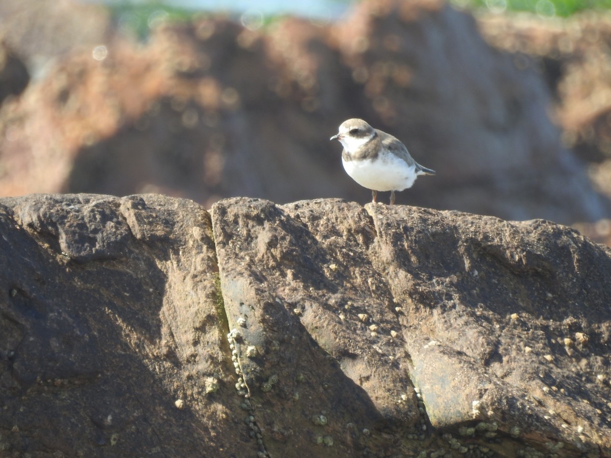 Semipalmated Plover - ML610930216