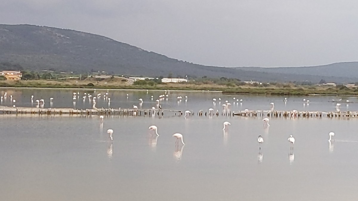 Greater Flamingo - ML610930250