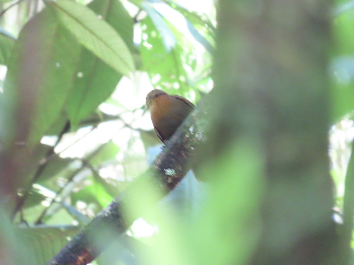 Rufous-breasted Leaftosser (Rufous-breasted) - Kathy Carroll