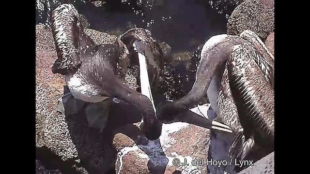 Перуанский пеликан - ML610930392