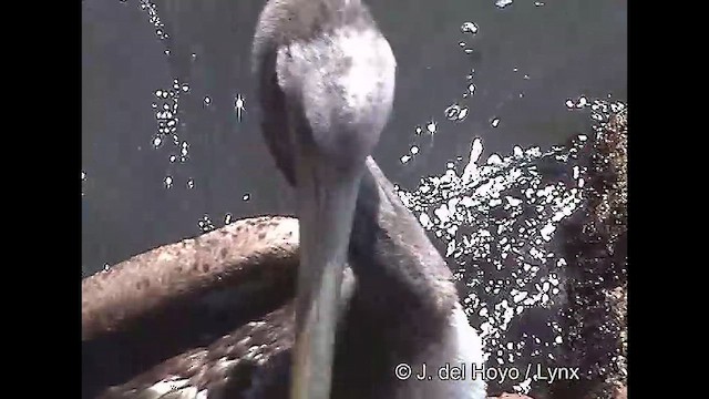 pelikán chilský - ML610930397