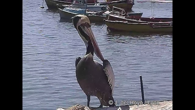 pelikán chilský - ML610930398