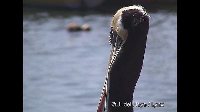 Перуанский пеликан - ML610930399