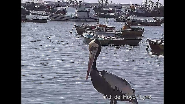 Peruvian Pelican - ML610930638