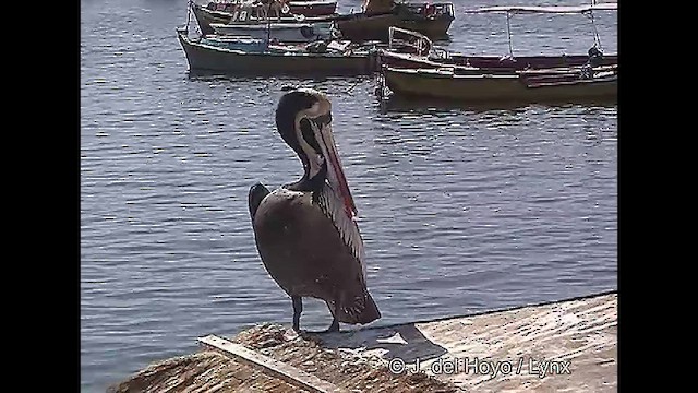 Peruvian Pelican - ML610930641