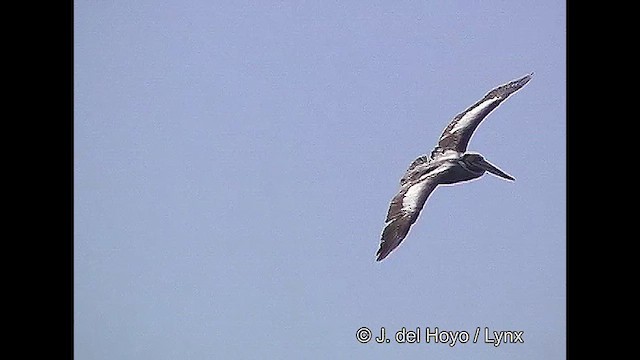 Перуанский пеликан - ML610930642