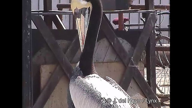 Перуанский пеликан - ML610930643