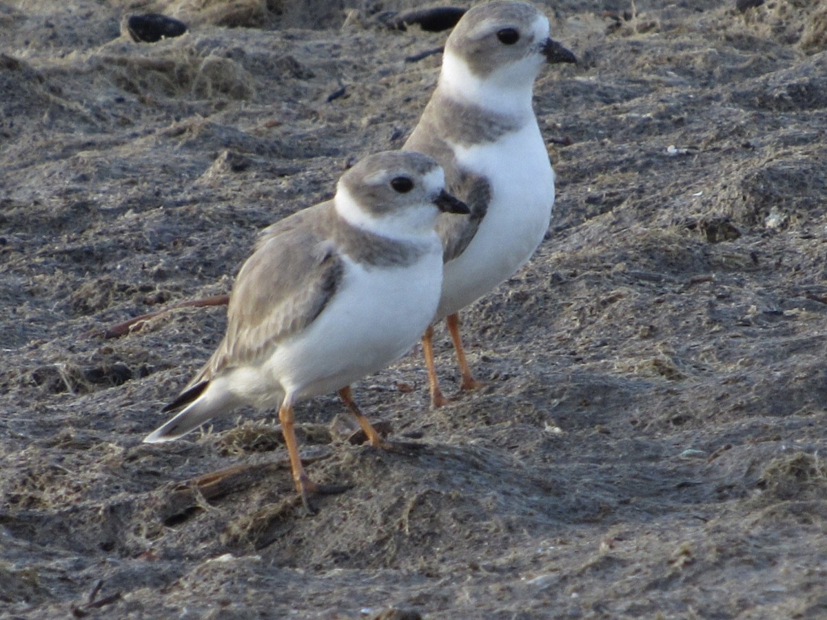 Piping Plover - ML610930732