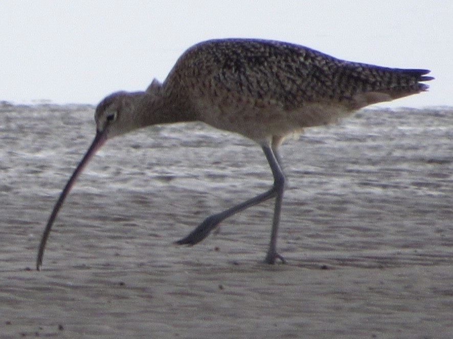 Long-billed Curlew - ML610930775