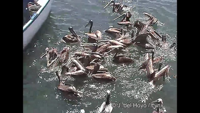 pelikán chilský - ML610930782