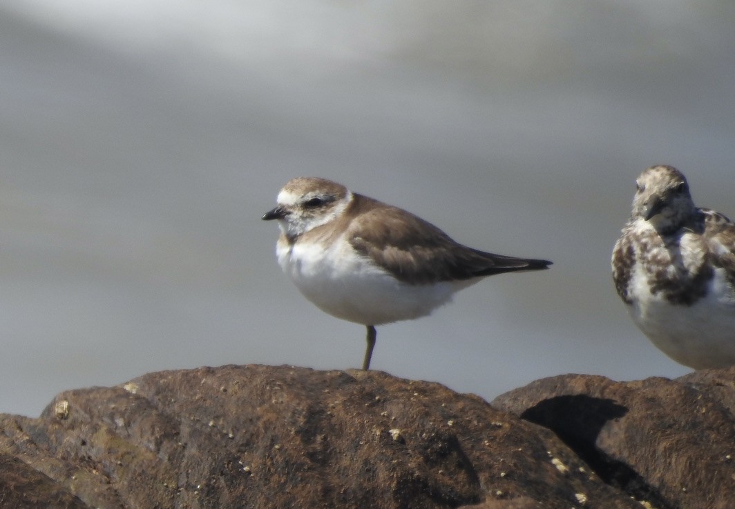 Semipalmated Plover - ML610930800