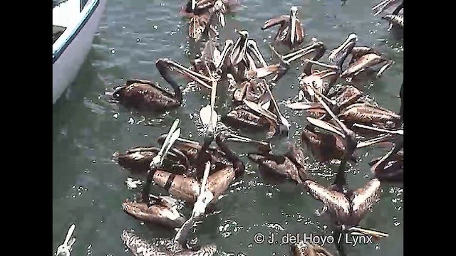 pelikán chilský - ML610930824