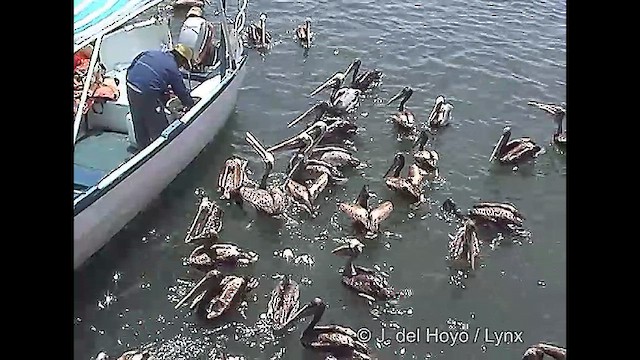 pelikán chilský - ML610930843