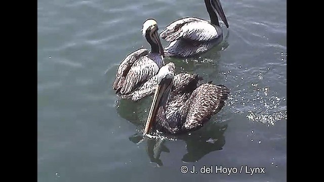 pelikán chilský - ML610930847