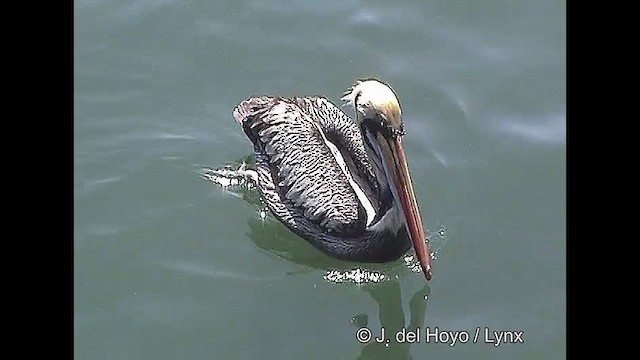 pelikán chilský - ML610930861