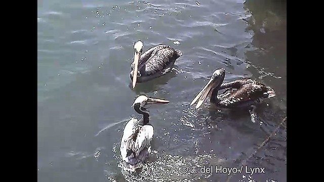 pelikán chilský - ML610930881