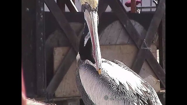 pelikán chilský - ML610930902