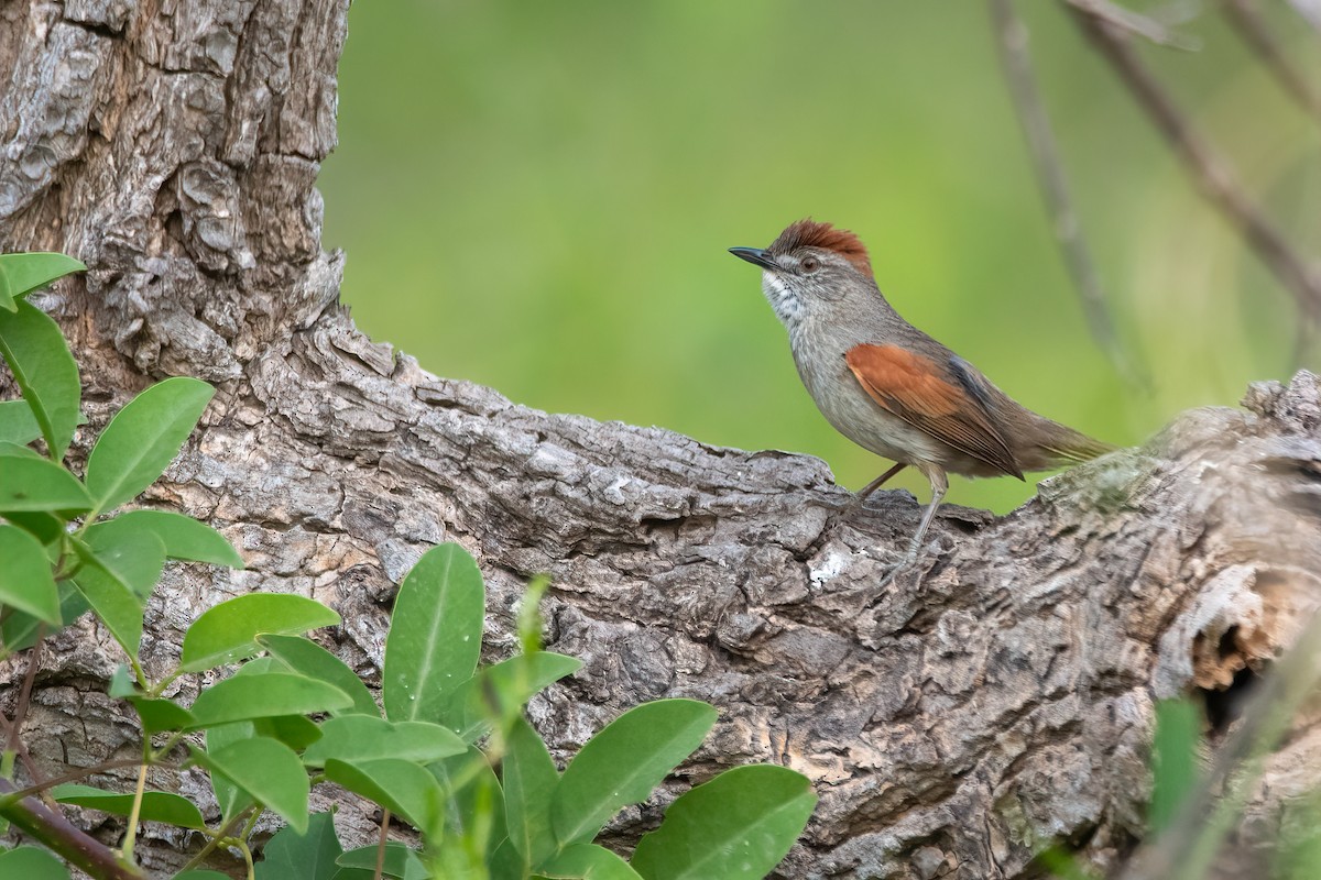 Pale-breasted Spinetail - ML610930971