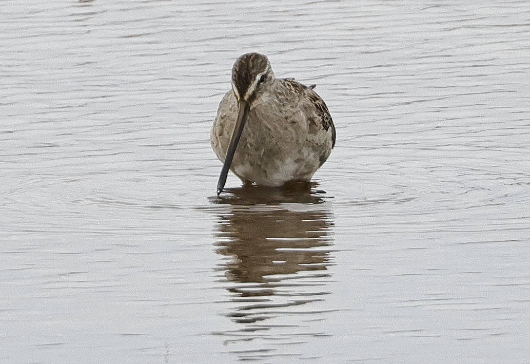 Long-billed Dowitcher - ML610931249