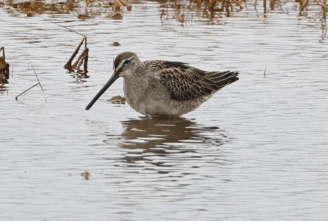Long-billed Dowitcher - ML610931250