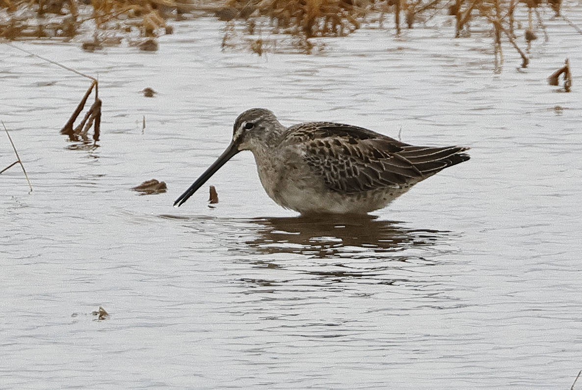 Long-billed Dowitcher - ML610931251