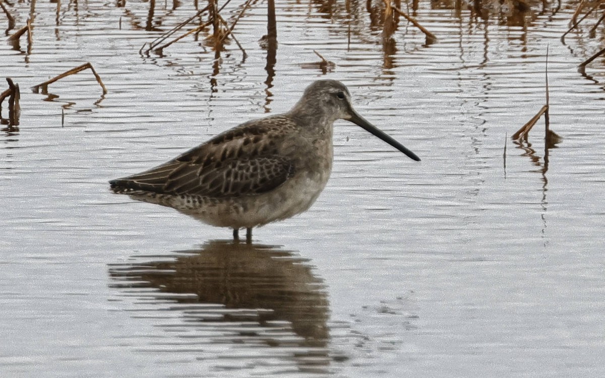 Long-billed Dowitcher - ML610931252