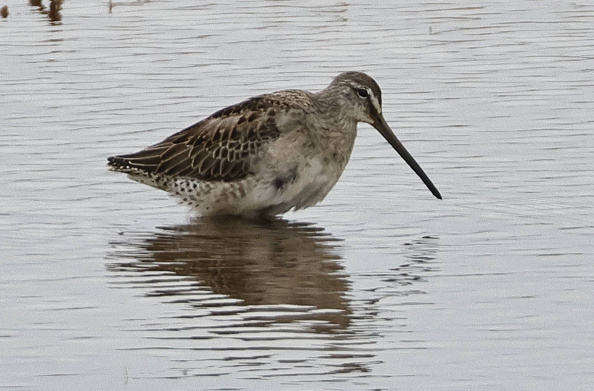 Long-billed Dowitcher - ML610931253
