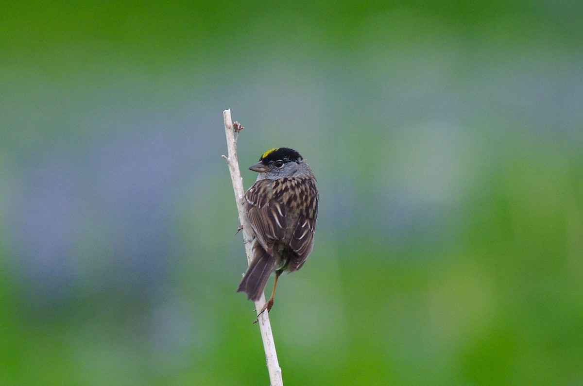 Golden-crowned Sparrow - ML610931301