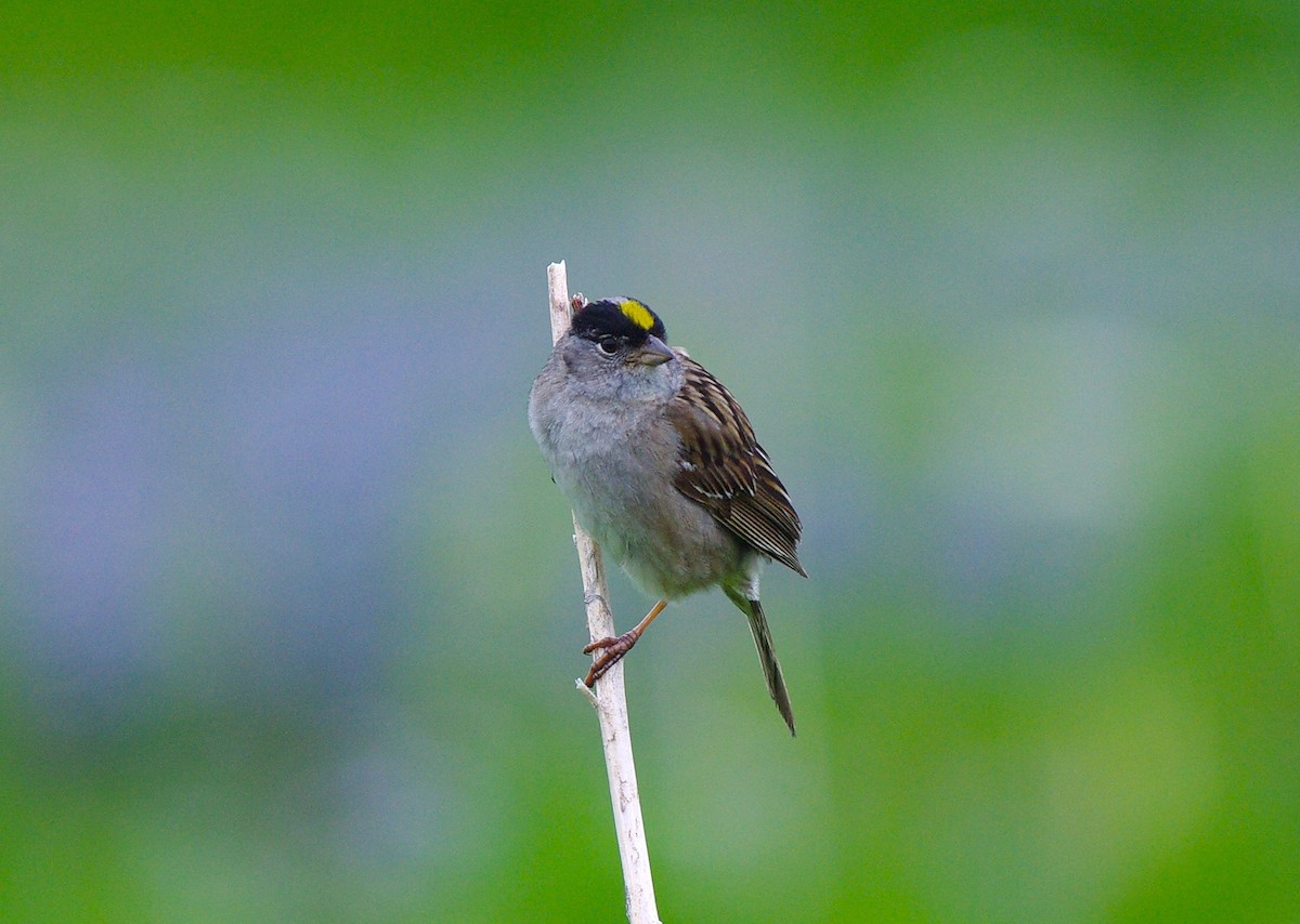 Golden-crowned Sparrow - chuck gehringer