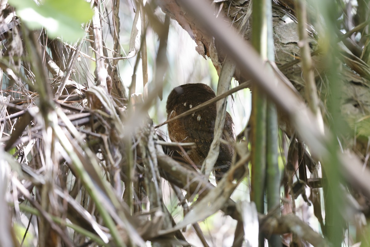 Madagascar Scops-Owl (Rainforest) - ML610932034