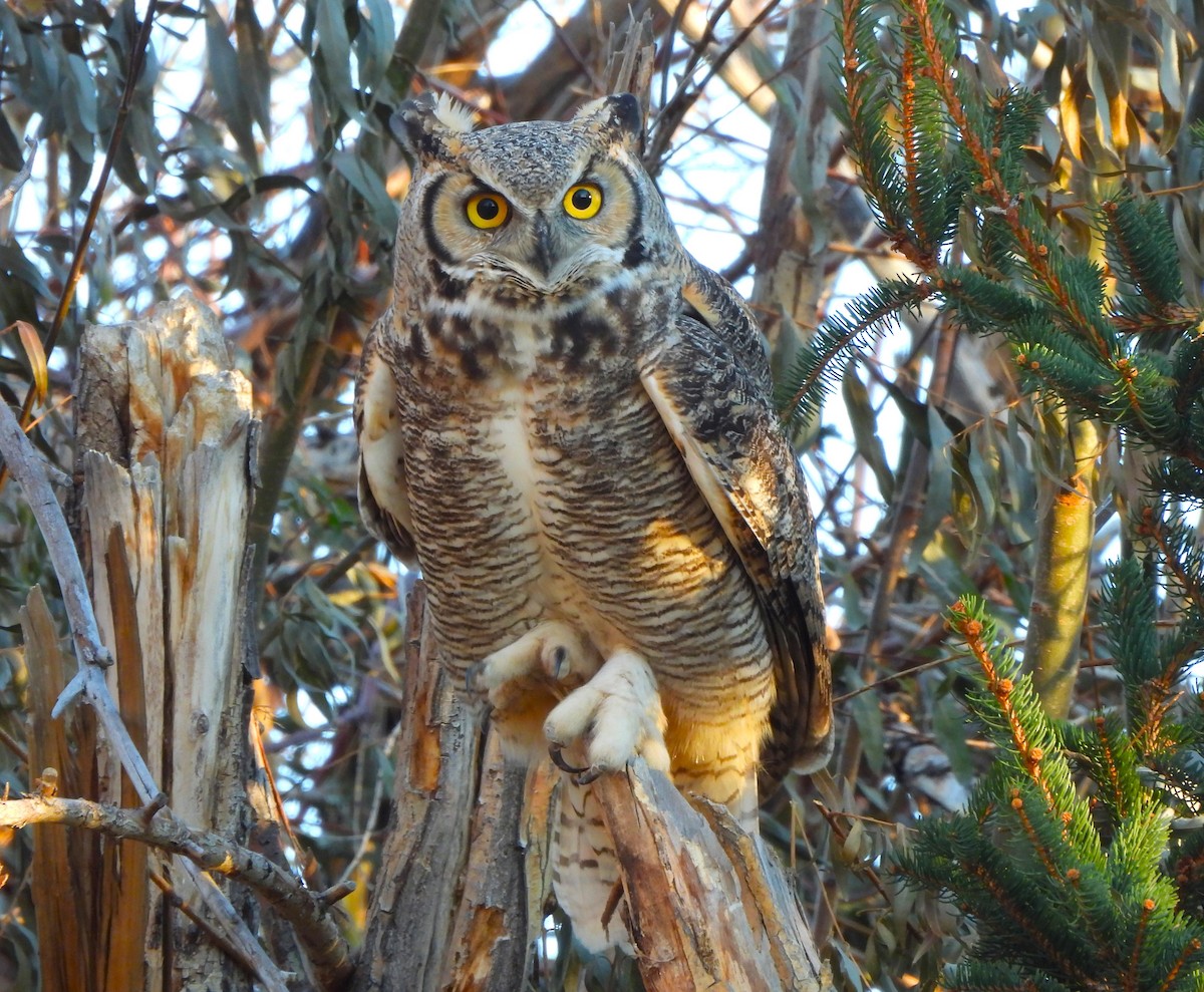 Great Horned Owl - ML610932068