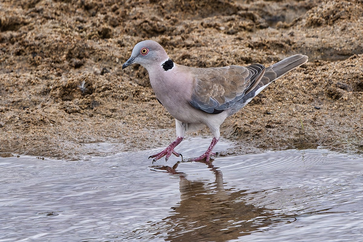 Mourning Collared-Dove - ML610932933