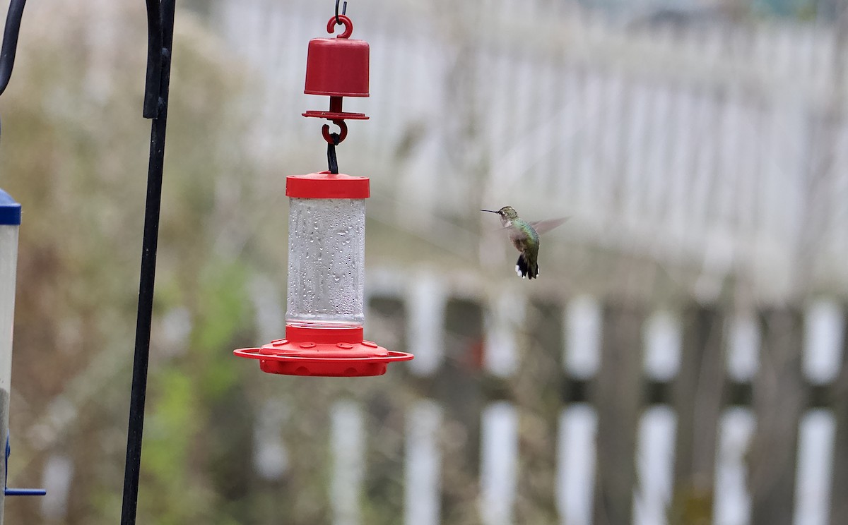 Black-chinned Hummingbird - ML610933237
