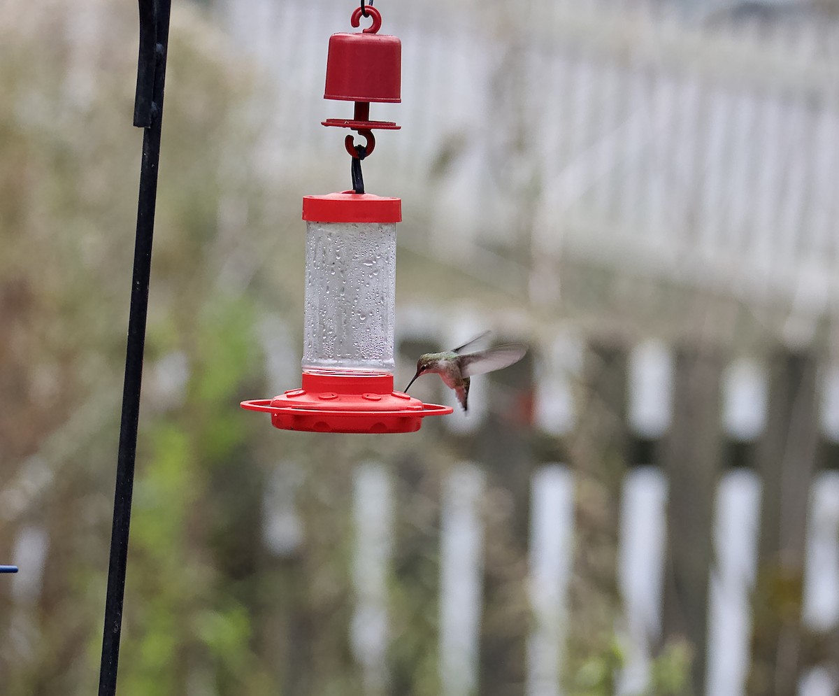Black-chinned Hummingbird - ML610933240
