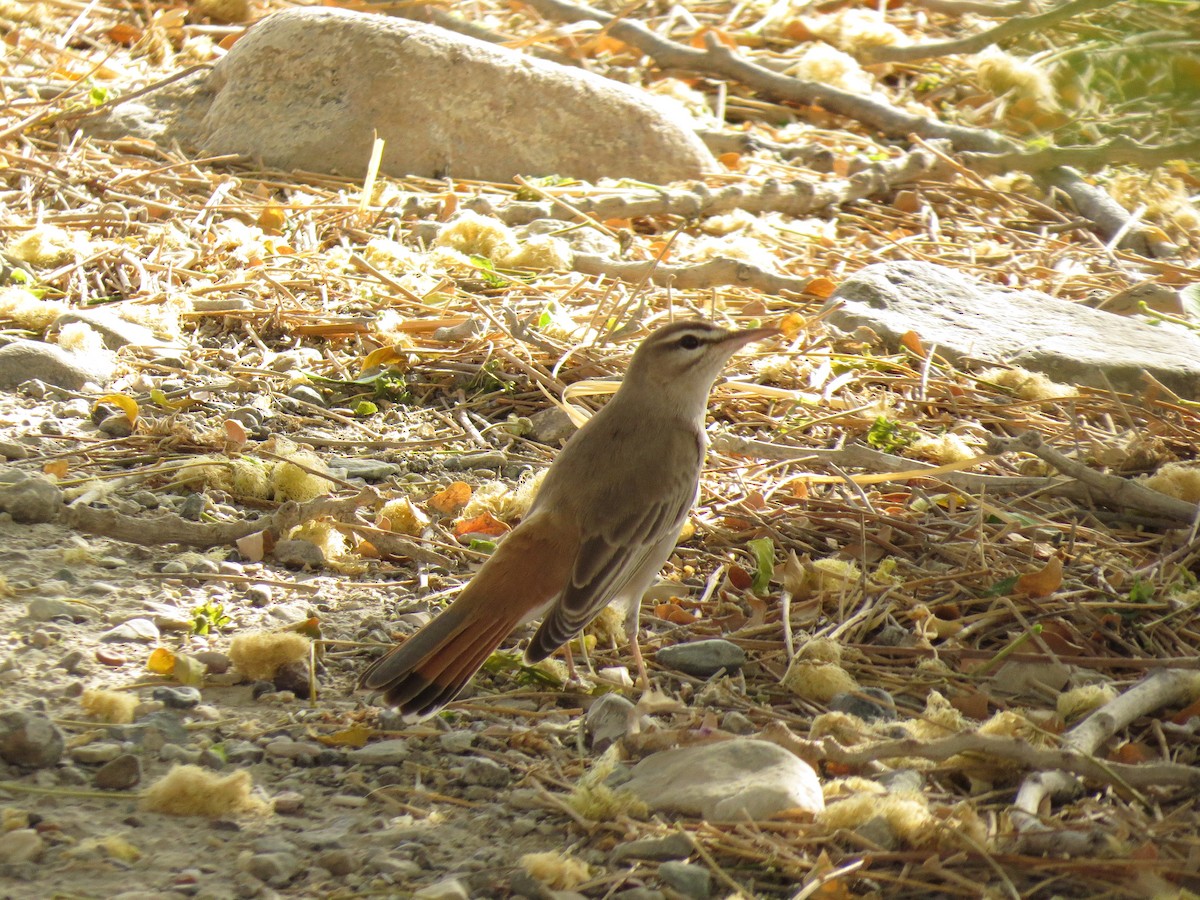 Rufous-tailed Scrub-Robin (Rufous-tailed) - ML610933553