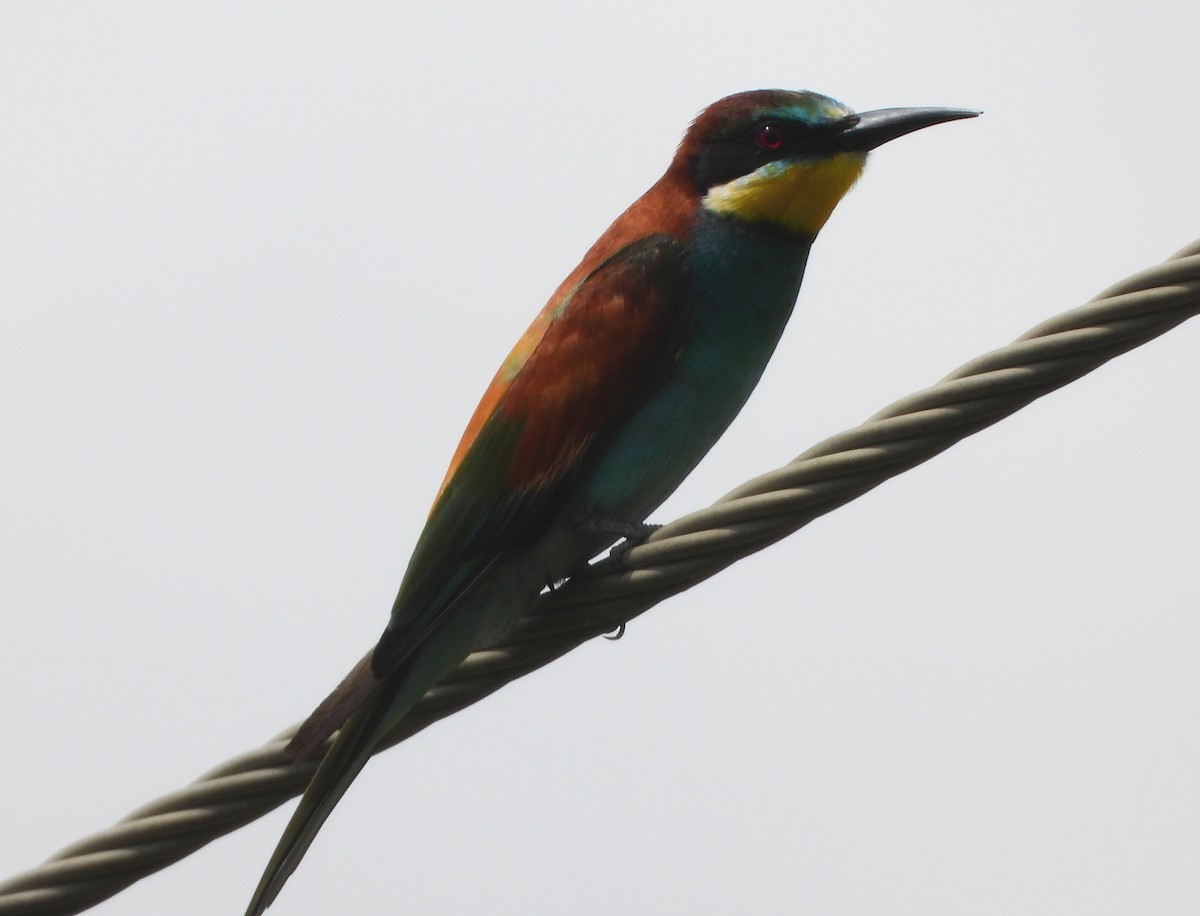 European Bee-eater - ML610933710