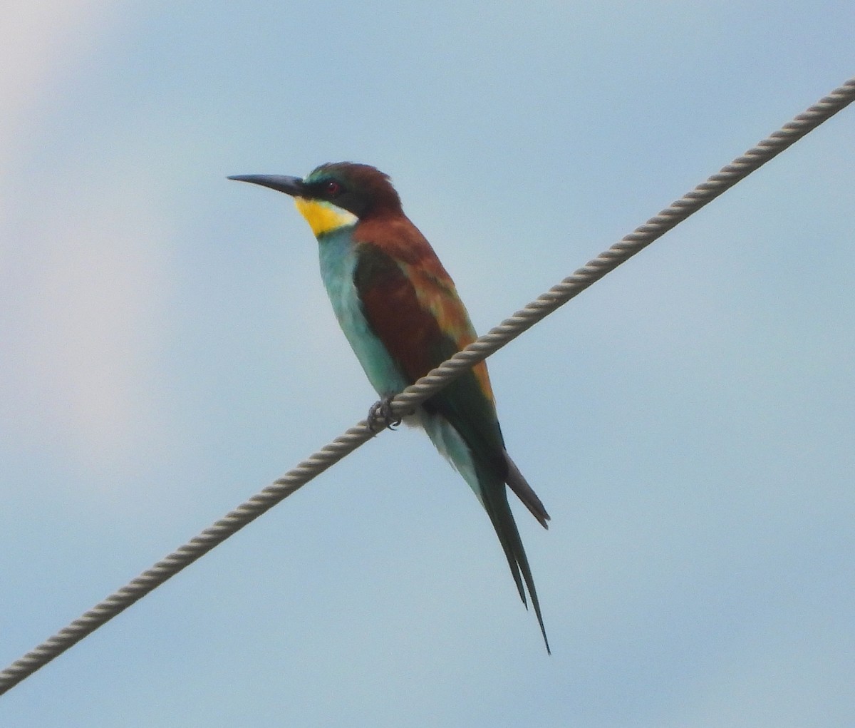European Bee-eater - ML610933711