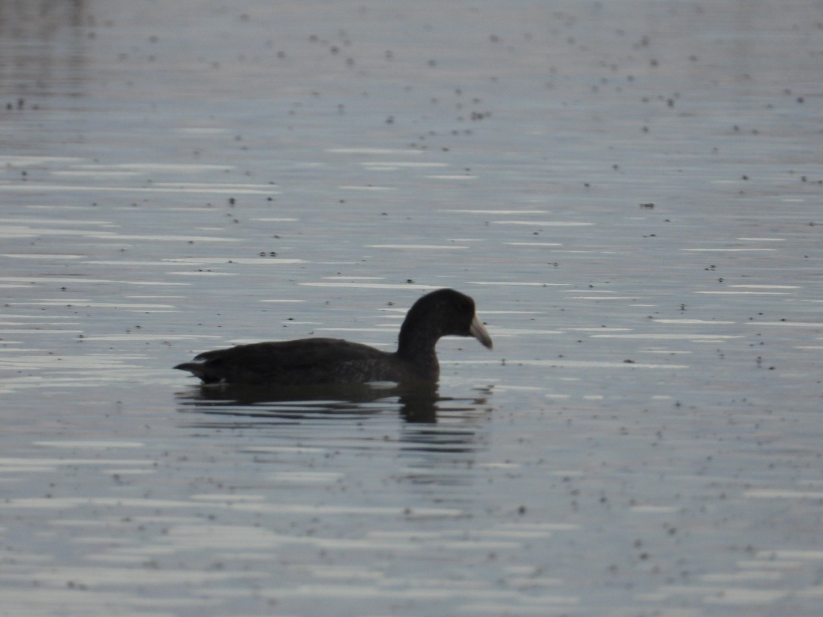 American Coot (Red-shielded) - ML610933938