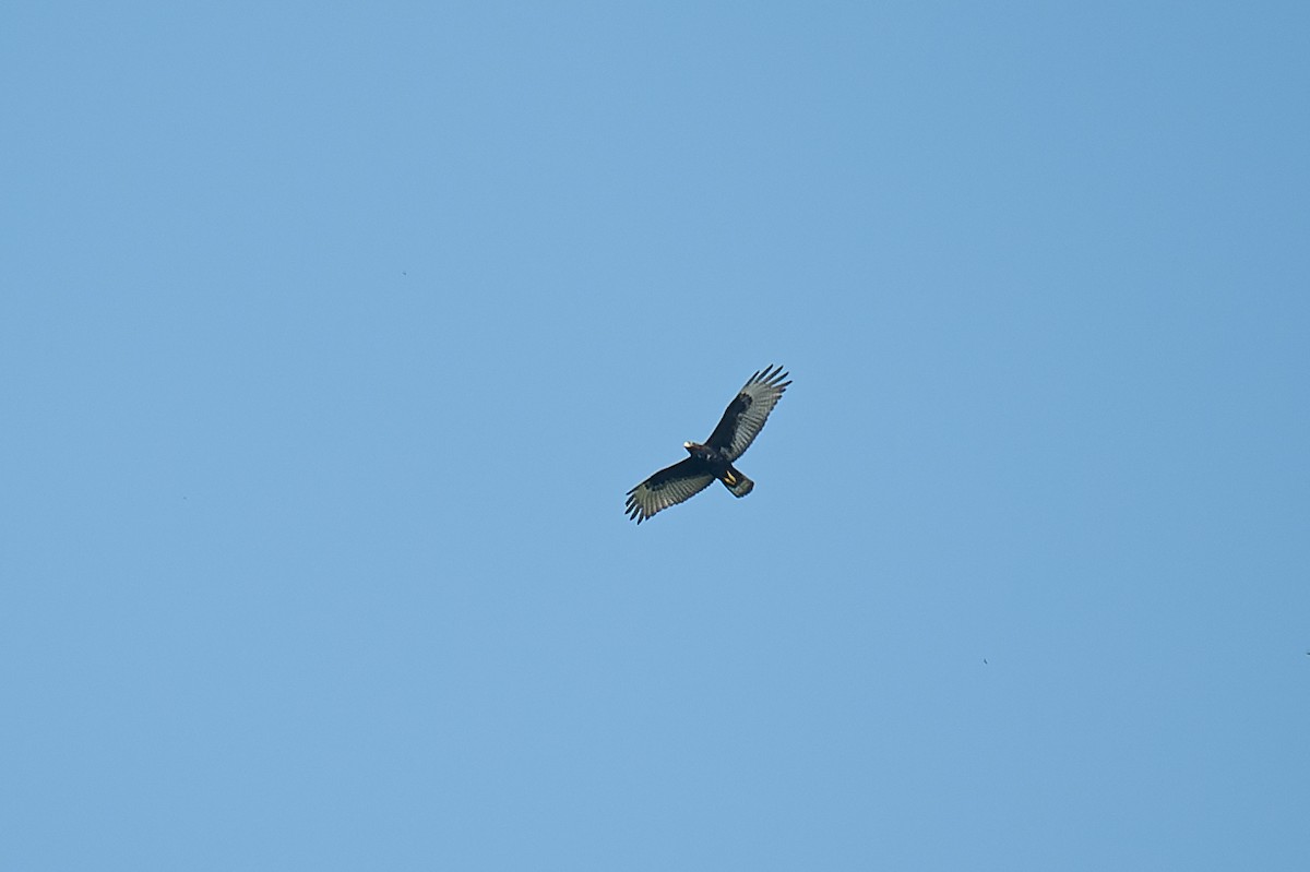 Zone-tailed Hawk - ML610934008