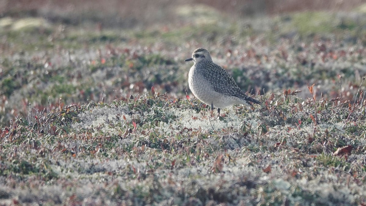 American Golden-Plover - Barry Day